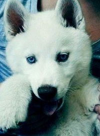 Дима Николаев