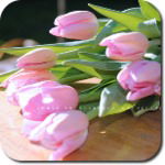 Анастасия Кошечко