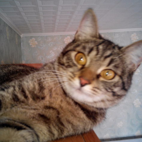 Василий Копытов