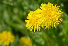 Галина Беляева