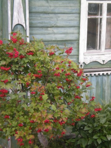 Ирина Царёва