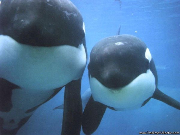 Павел Попов