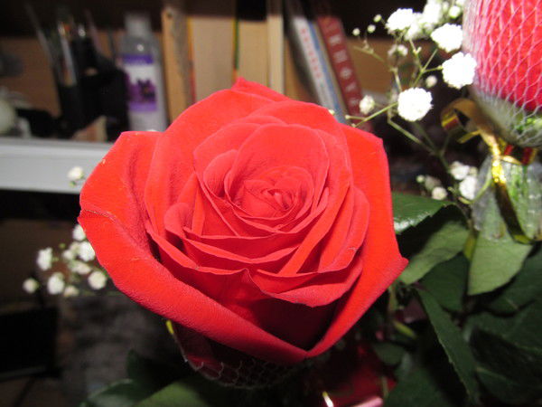 Cветлана Зайцева