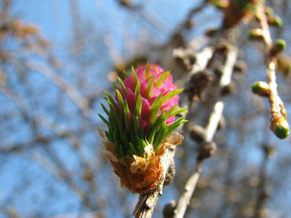 Александр Овсиенко