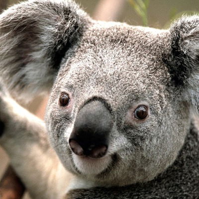 Цахай Шурпаев