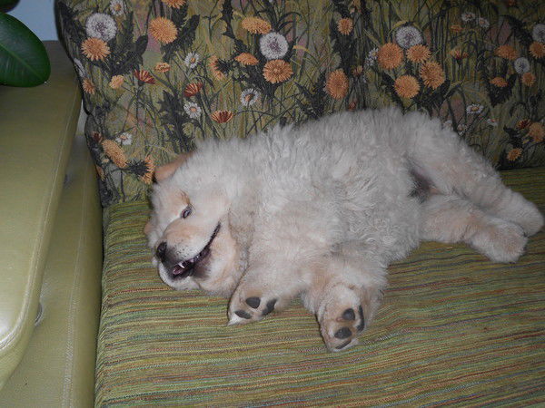 Наталья Сафронова