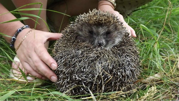 Татьяна Некрасова