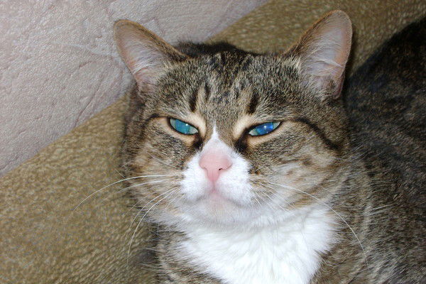 Людмила Николаева