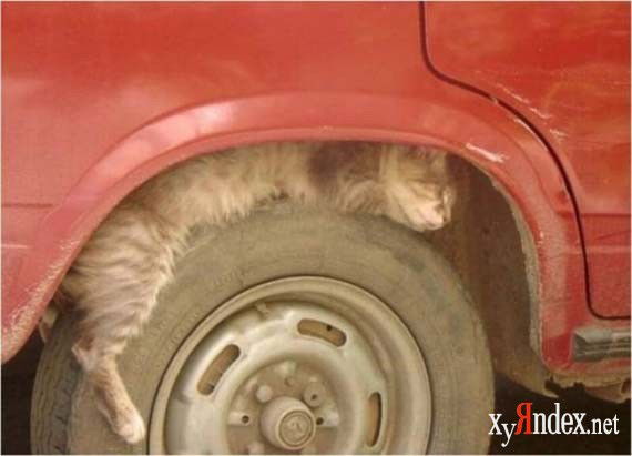 Дмитрий Рогожин