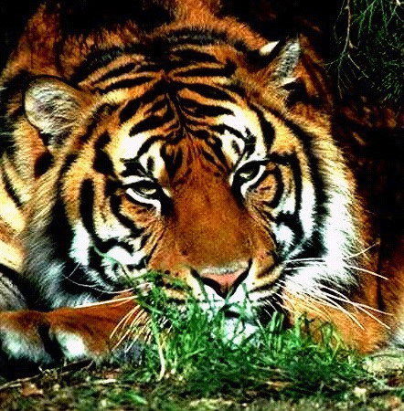 Антон Ведмеденко