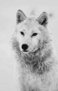 Леонид Волков