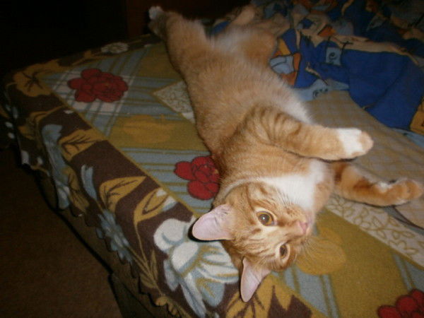 Елена Кожина