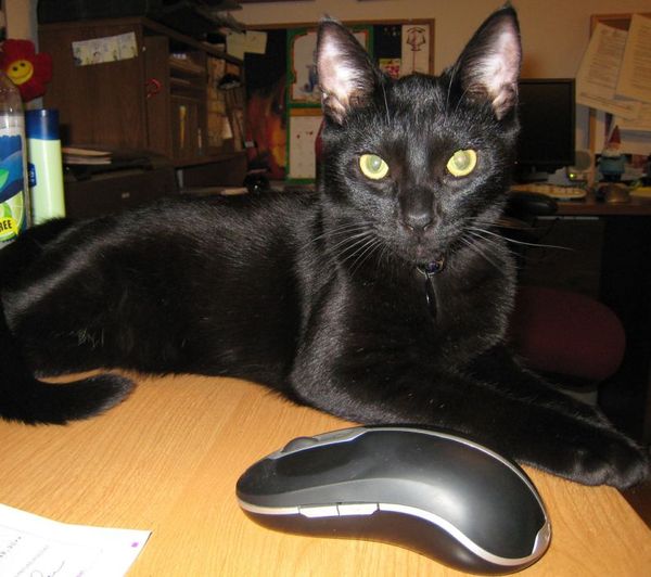 Светлана Мельникова