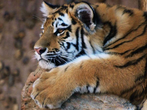 Андрей Аскольский