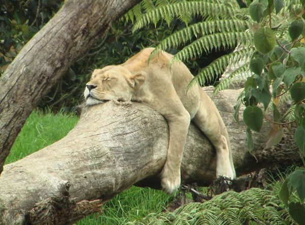 Зиля Фарзалина