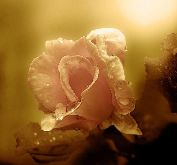 Елена Шустрова