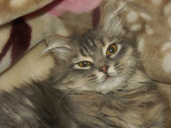 Михаил Коротков