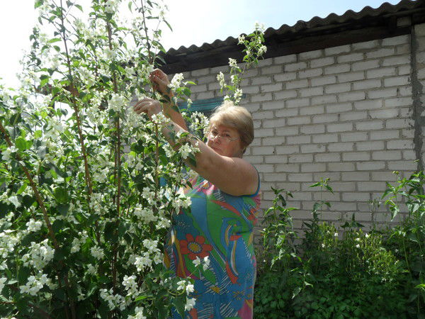 Галина Шевцова