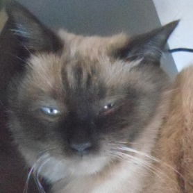 Алла Самчук