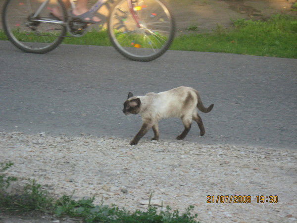 Олег Науменко