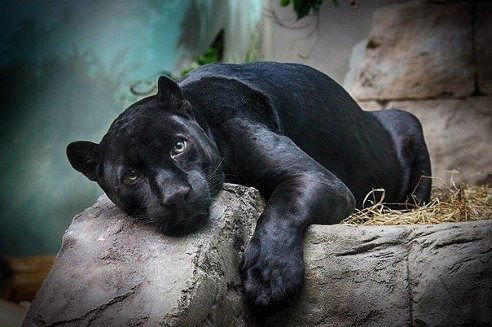 Светлана Кузьмицкая