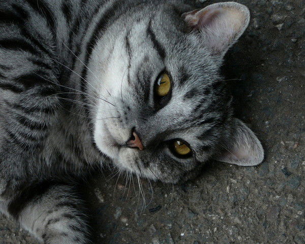 Алена Ален@