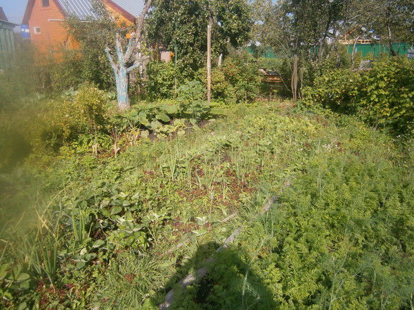 Клюева Ольга