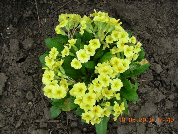 Алла Басюра