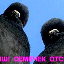 Денис Процветкин