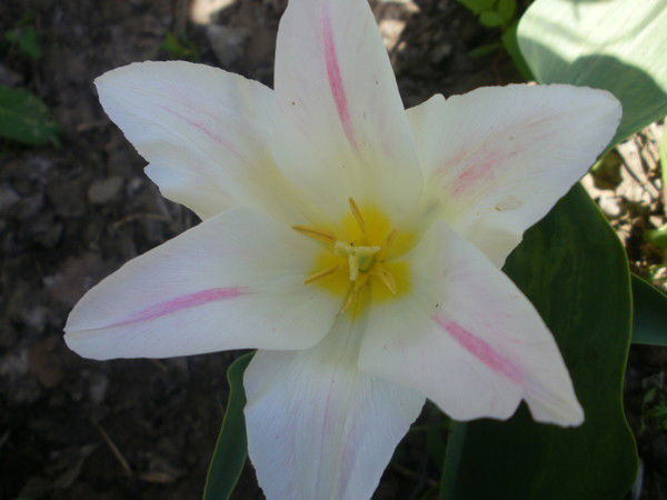 Мариша Савченко