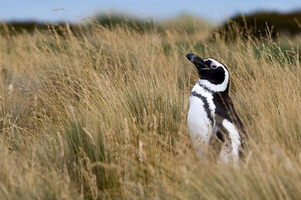 Милена Лютер