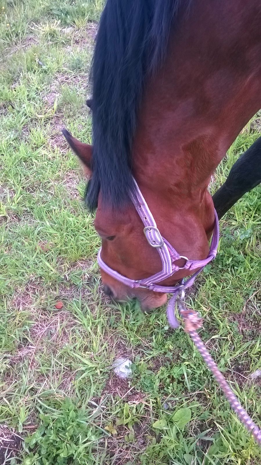 Виктория Аккерман