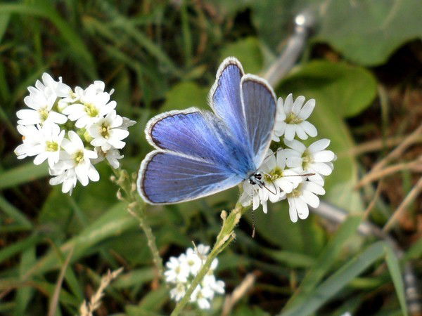 Нина Животова