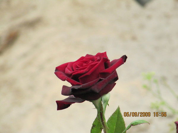 Елена Колесник