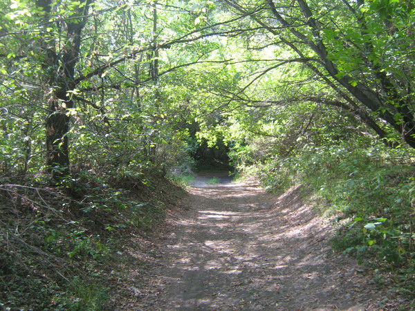 Елена Елена