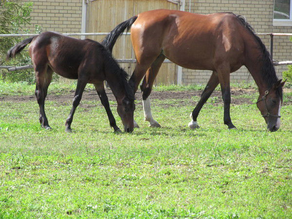 Лариса Уколова