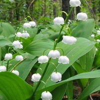 Руфия Галяутдинова