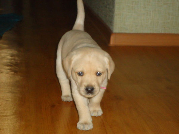 Расмила Саярат