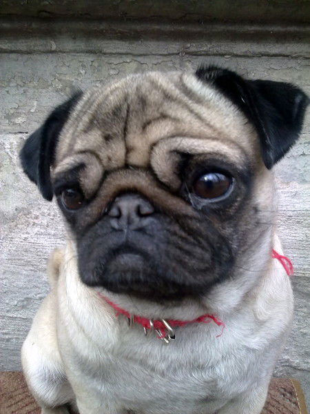 Светлана Быстрова