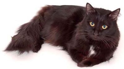 Наташа Кузнецова