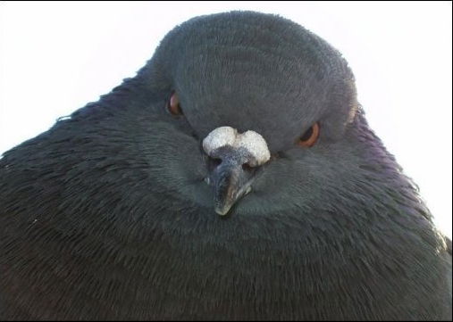 Денис Ольшевский