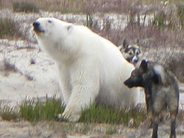 Шамиль Ахметов