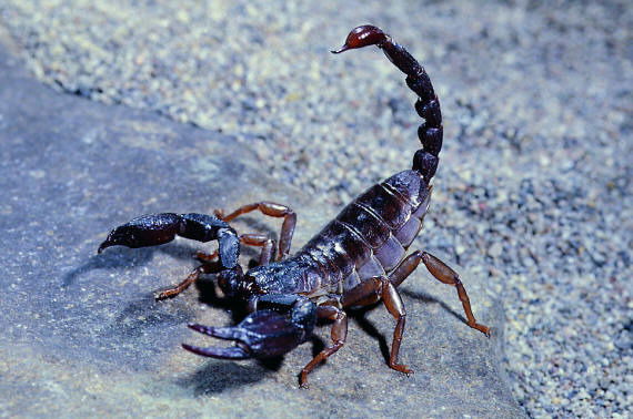 Рамиль Муллагалиев