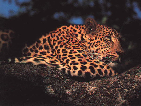 Татьяна Пономарёва