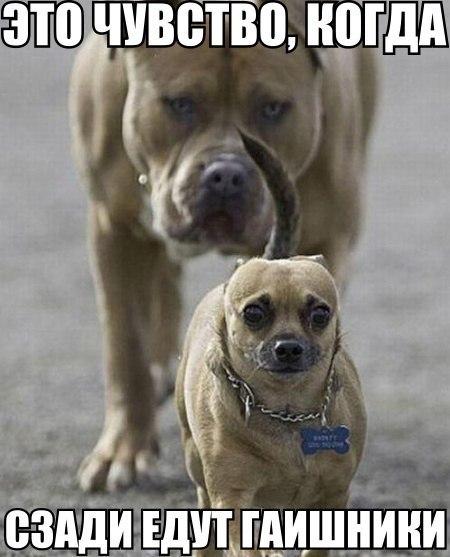 Жеглов Вот Моя Фамилия