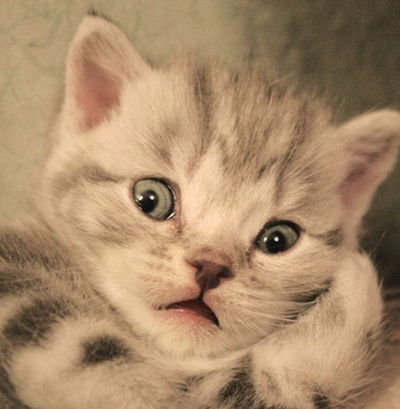 Ваня Мирасимов