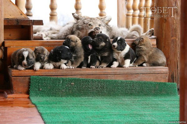 Игорь Ткаченко