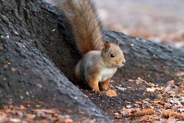 Cветлана Mордвинова
