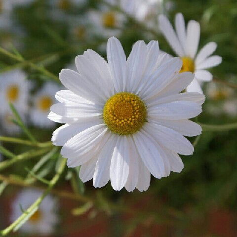 Татьяна Карпенко