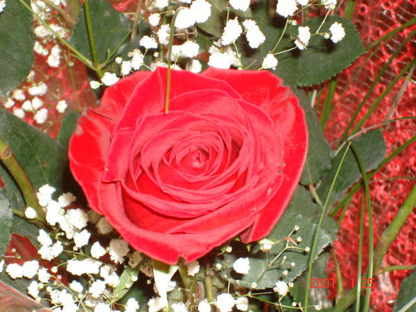 Наталья Перлова